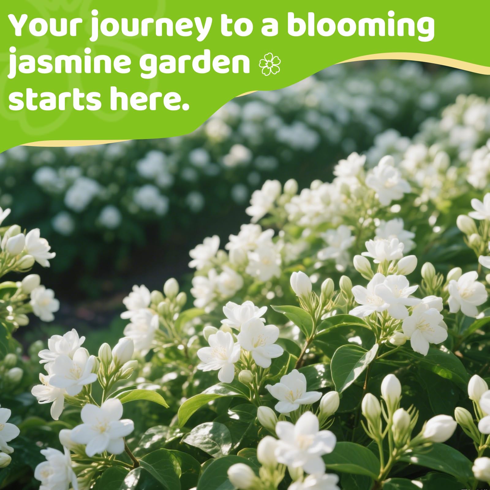 Amazon.com : 400+ Climbing Jasmine Flower Seeds for Planting